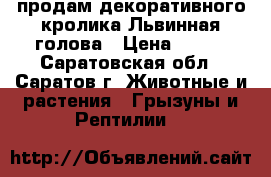 продам декоративного кролика Львинная голова › Цена ­ 800 - Саратовская обл., Саратов г. Животные и растения » Грызуны и Рептилии   